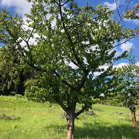 Premium Sonnenaufgang