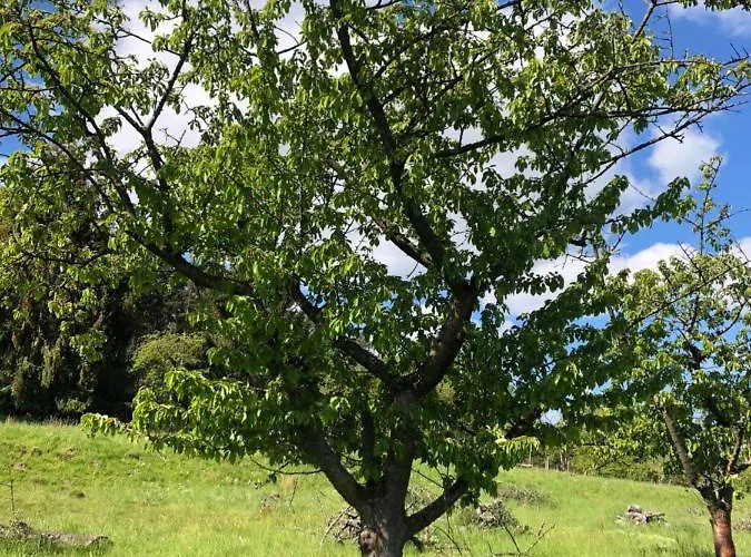 Premium Sonnenaufgang